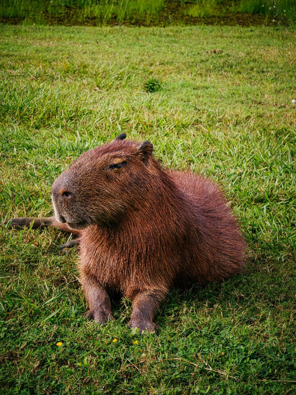 Antes Capivara, imagem original