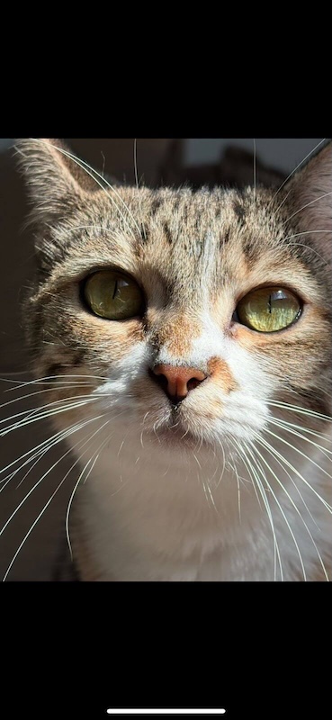 Antes Gatinho, imagem original